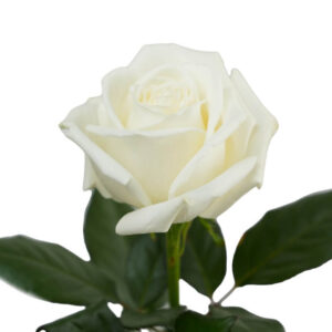 Rosas Playa Blanca Colombiana