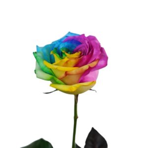 Rosas Rainbow de Colombia